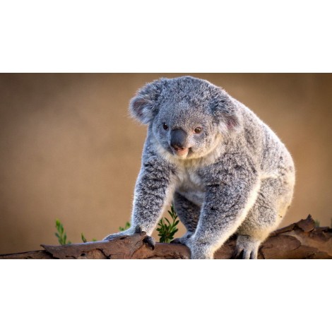 Koala In The Tree Diamond Painting