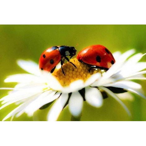 Cute Ladybugs Diamond Painting