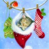 Christmas Cat In Socks Diamond Painting
