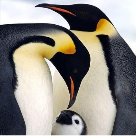 Family Of Penguins Diamond Painting