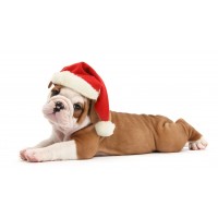 Dog Christmas Puppies Dia...