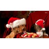 Dog And Cat Christmas Eat Diamond Painting