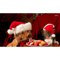 Dog And Cat Christmas Eat...