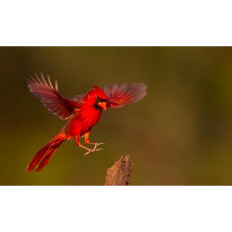 Cardinal In Flight Diamond Painting