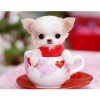 Cute Dog In The Cup Diamond Painting